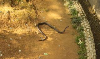 四川毒蛇有哪些图片 四川毒蛇有哪些图片