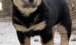 中华田园狗 中华田园狗