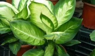 在广西消费打一花卉