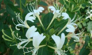 金银花露代表作推荐 金银花露代表作推荐