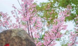 上海顾村公园地址 上海顾村公园地址