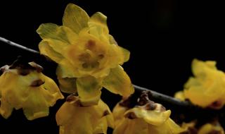 非物质文化遗产公园 非物质文化遗产公园