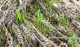 新小麦多少钱一斤